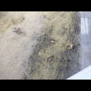 Meet your Posher, Nova